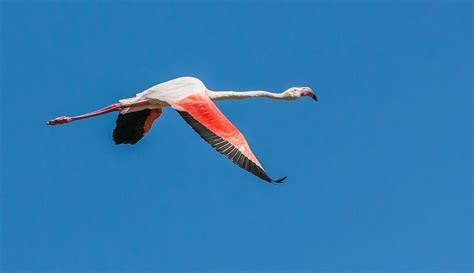 Greater Flamingo In Flight - Free photo on Pixabay - Pixabay