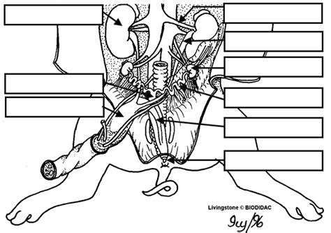 [DIAGRAM] Male Reproductive System Fetal Pig Diagram - MYDIAGRAM.ONLINE