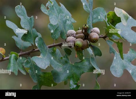 Post Oak, Quercus stellata, leaves and acorns in fall Stock Photo - Alamy