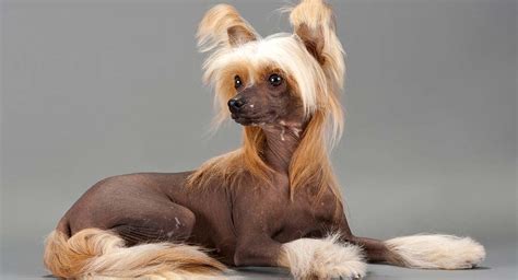 Chinese Crested Dog Breed Information - Powderpuff And Crested Dogs