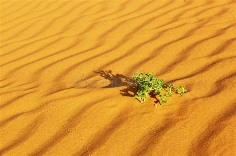 Green Plants Growing in Sand Dunes in the Sahara Desert Stock Image ...