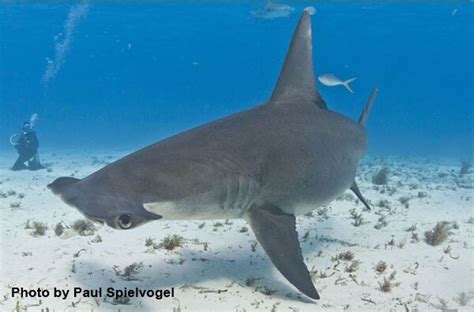 Hammerhead Sharks - When & Where They Hang Out — Shark Research Institute