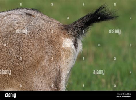 Tail of a goat Stock Photo - Alamy