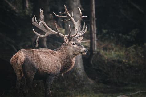 I photographed the red deer rut in the Italian Alps in 2019. This is one of the biggest stags ...