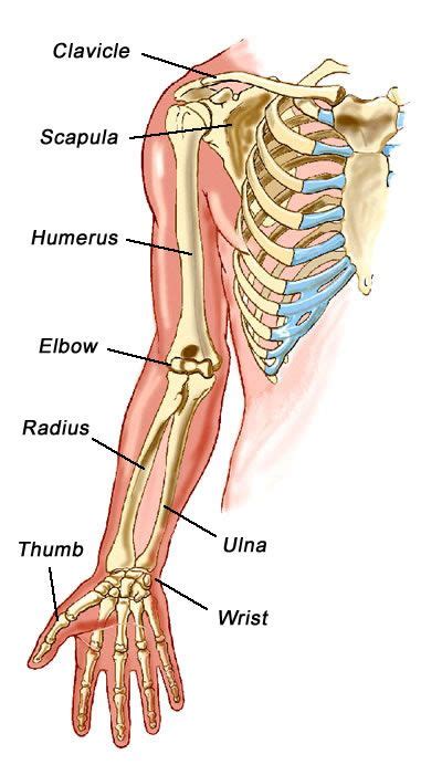 Human Anatomy Arm Bones