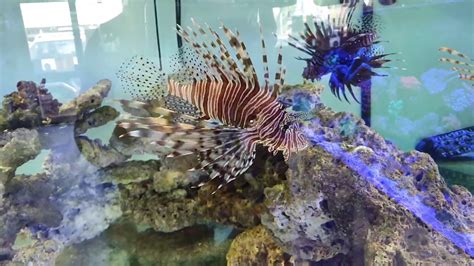 Lionfish display tank at Fish are Friends, Minto - YouTube