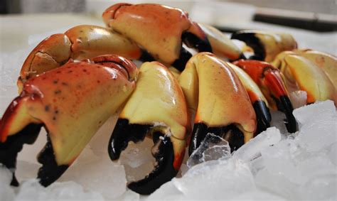 Fresh Florida Stone Crab Claws from Key West - we get them to your home 24 hours after you order ...