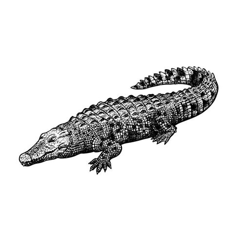 Clipart Crocodile Black And White