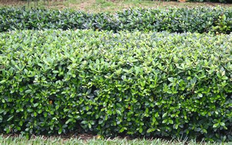 GREEN ISLAND FICUS SHRUB FOR SALE NORTH FORT MYERS