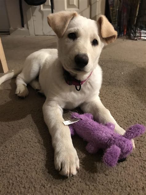 My new white shepherd/lab puppy! : r/GermanShepherd