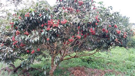 Warisan Petani: Tanaman Rambutan.