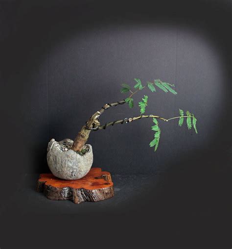 Mimosa bonsai tree, blooming bonsai collection from LiveBonsaiTree by LiveBonsaiTree on Etsy # ...