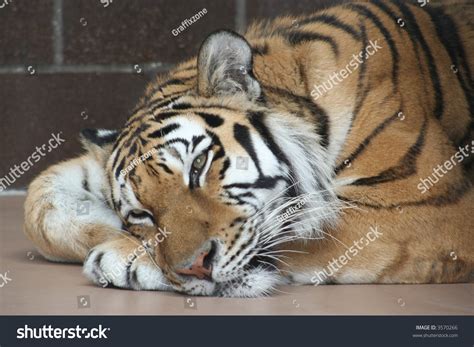 Bengal Tiger Eyes Open Stock Photo 3570266 | Shutterstock