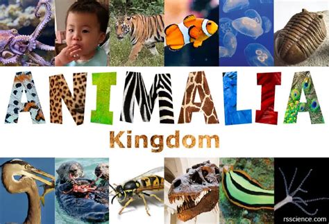 Kingdom Animalia - Classification, Characteristics, and Evolution - Rs ...