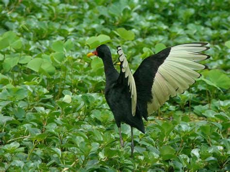 Common Moorhen at the Panama Canal. Don't just visit the Canal... LIVE IT! http://www ...