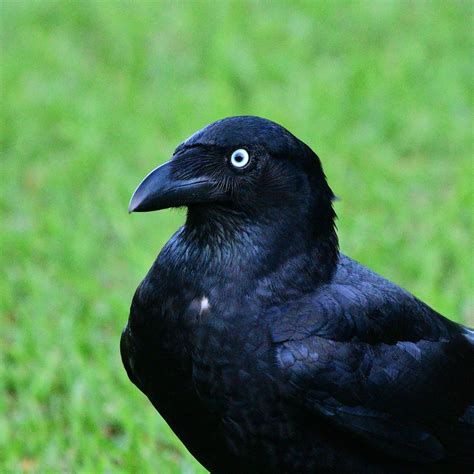 Eye of the Raven | Birds like this are often referred to as … | Flickr