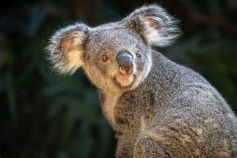 Keeper Interview: Behind the Scenes of a Koala Introduction - Los Angeles Zoo and Botanical Gardens