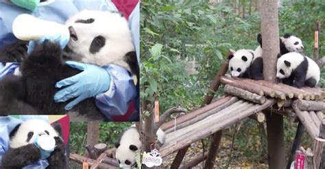 13 Panda Cubs Frolic Together for the First Time on a Playground Built ...