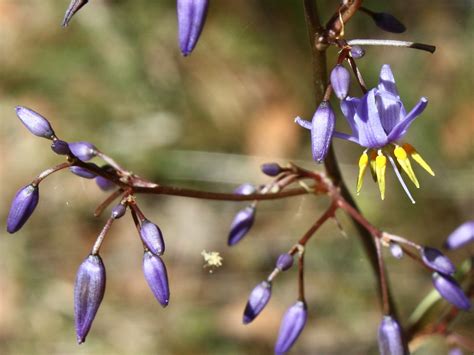 183_4333 Dianella caerulea var. productum Hemerocallidacea… | Flickr