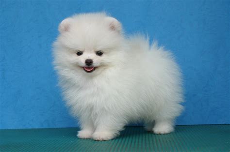 Pomeranian White Fluffy - Pets Lovers