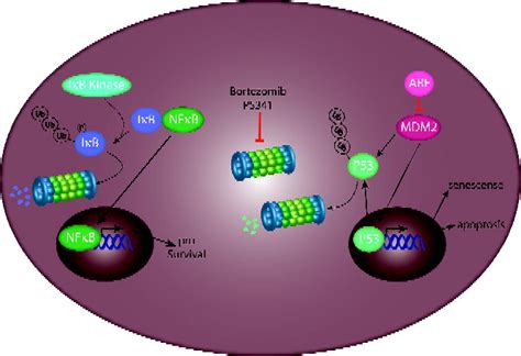 Target structures for proteasome inhibition. The first step for protein... | Download Scientific ...