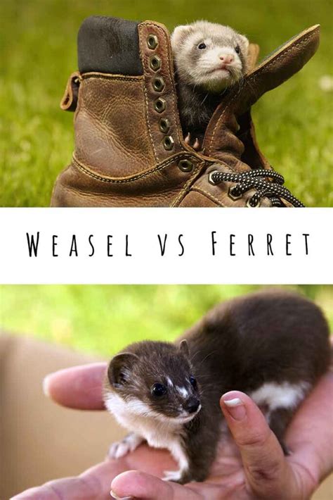 Weasel Vs Ferret - How To Tell One From The Other