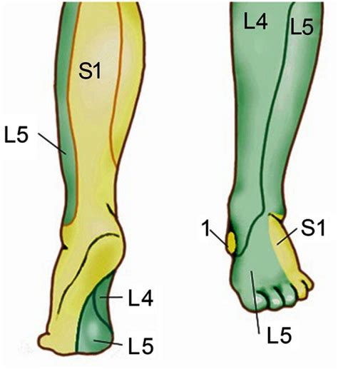 Dermatomes Of The Lower Leg And Foot Lateral Plantar Nerve Tr | My XXX ...