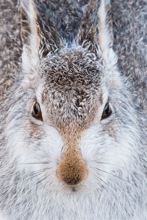 Scotland Winter Wildlife Photography | Wildlife Worldwide