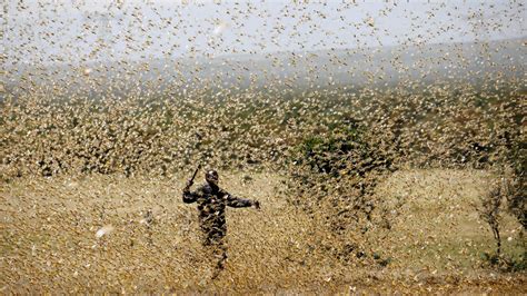 Explained: What is the locust plague and impact on India - Observer Voice