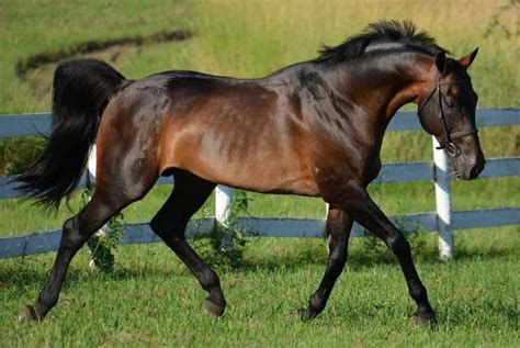 Dark bay | Warmblood horses, Horses, Bay horse