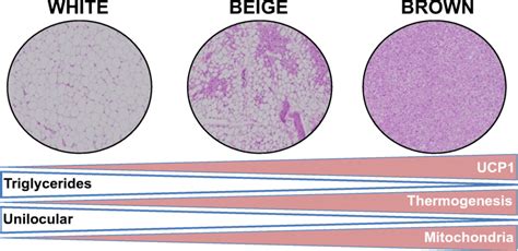 Histological images of white, beige, and brown adipose tissue (× 40 ...