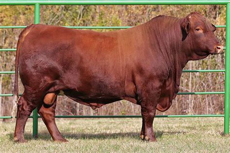 Beefmaster Cattle - San Pedro Ranch - Dimmit and Maverick Counties