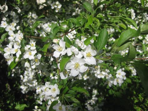 Sargent Crabapple Tree Care Guide | Plantly