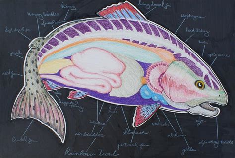 Rainbow Trout Anatomy - colorful fly fishing fish Drawing by Dennis Osborne - Pixels