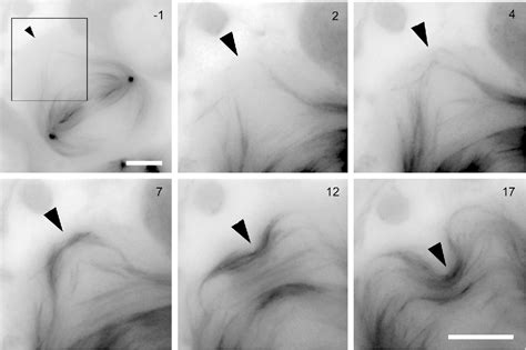 Figure 1 from Mutations in orbit/mast reveal that the central spindle is comprised of two ...