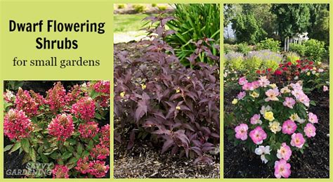 58 Small Or Dwarf Flowering Shrubs (with Pictures):, 53% OFF