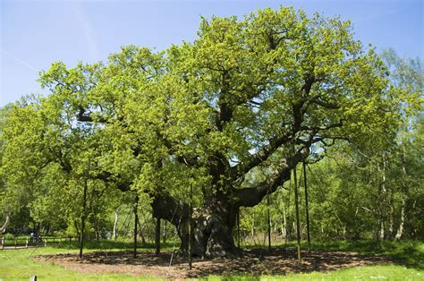 10 Famous Trees in History - History in the Headlines