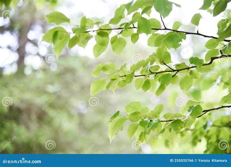 Wild Japanese Pear Tree and Leaves and Fruits. Stock Photo - Image of ...