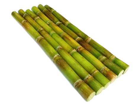 We are the only ones in the world to produce tubes from Sugarcane for ...