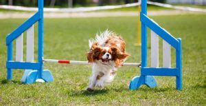 Methods to Train Cavalier King Charles Spaniel - Strategies and Techniques for Easy Training of Pets