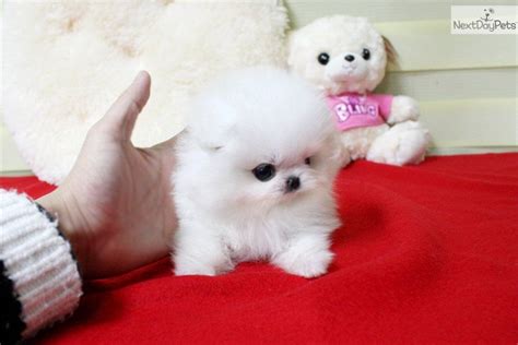 Ice White Pomeranian Puppies For Sale Near Me - Pets Lovers