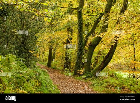 Autumn colour in Burridge Woods in the Barle Valley at Dulverton ...