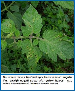 Bacterial Spot of Tomato – Wisconsin Horticulture