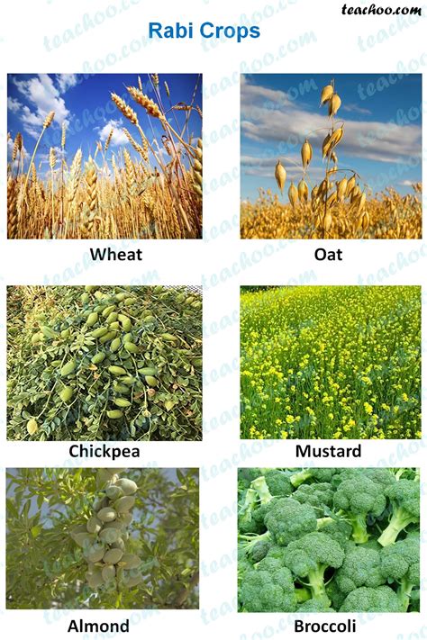 Rabi, Kharif and Zaid Crops - Explanation, Examples and Differences