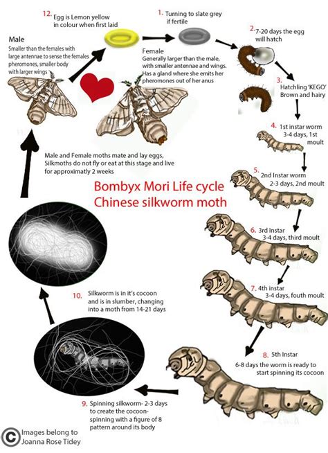 Moth Caterpillar Life Cycle