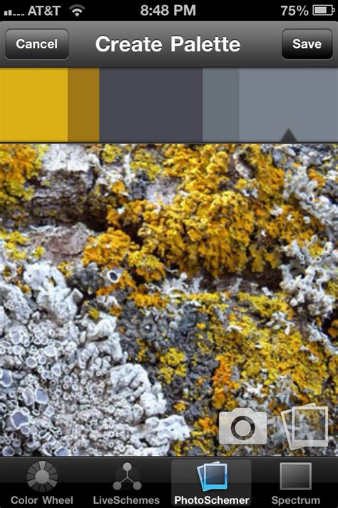 Lichen color palette | Color palette, Website color schemes, Color