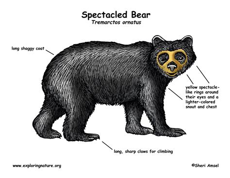 Bear (Spectacled)