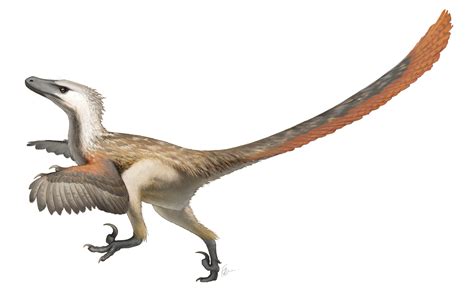 Velociraptor | Wiki Prehistórico | Fandom