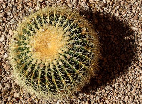 Tucson Arizona Cactus on Behance