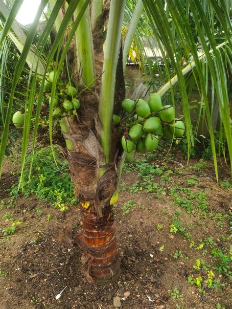 Well Drained Green Coconut Plant, For Outdoor at Rs 1200/plant in Chittoor | ID: 26191834512